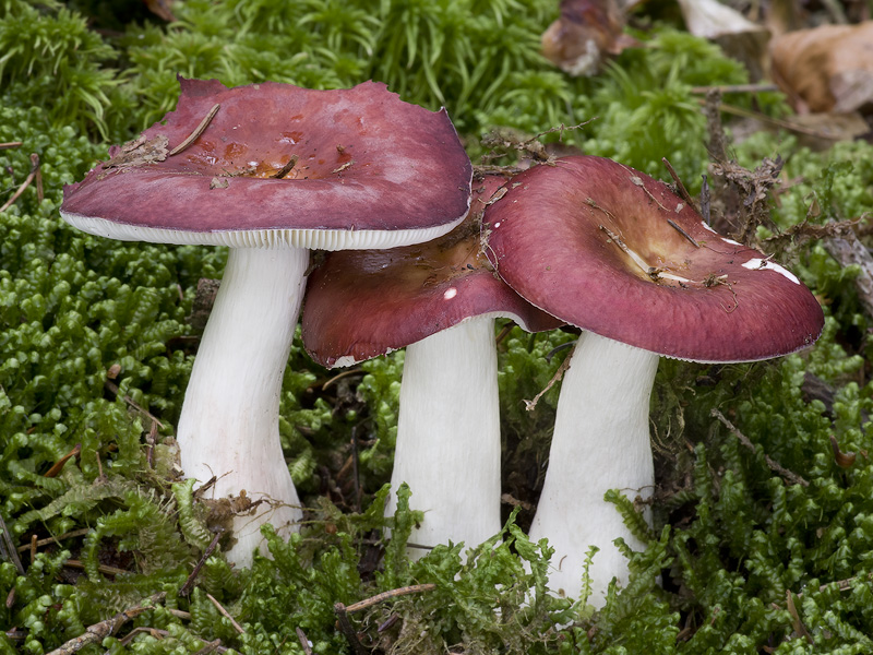 Russula vinosa